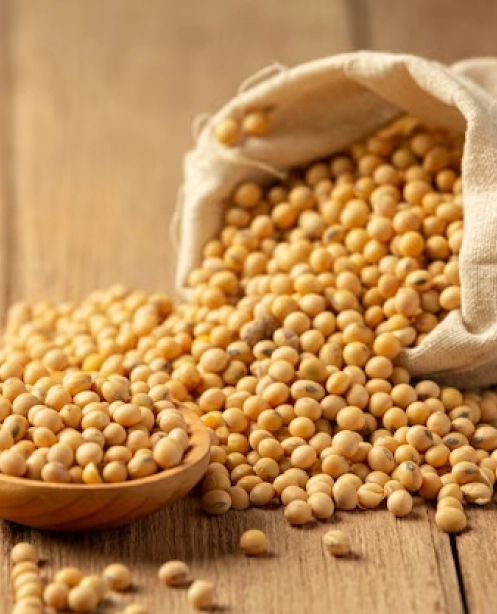 Premium Soybean Sourcing of foodhouse